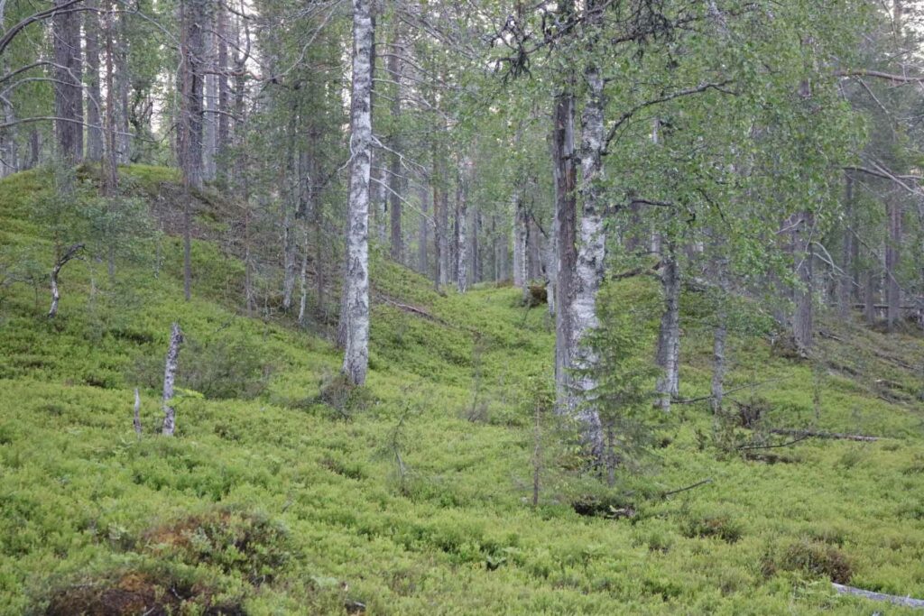 Suunnistus lapissa