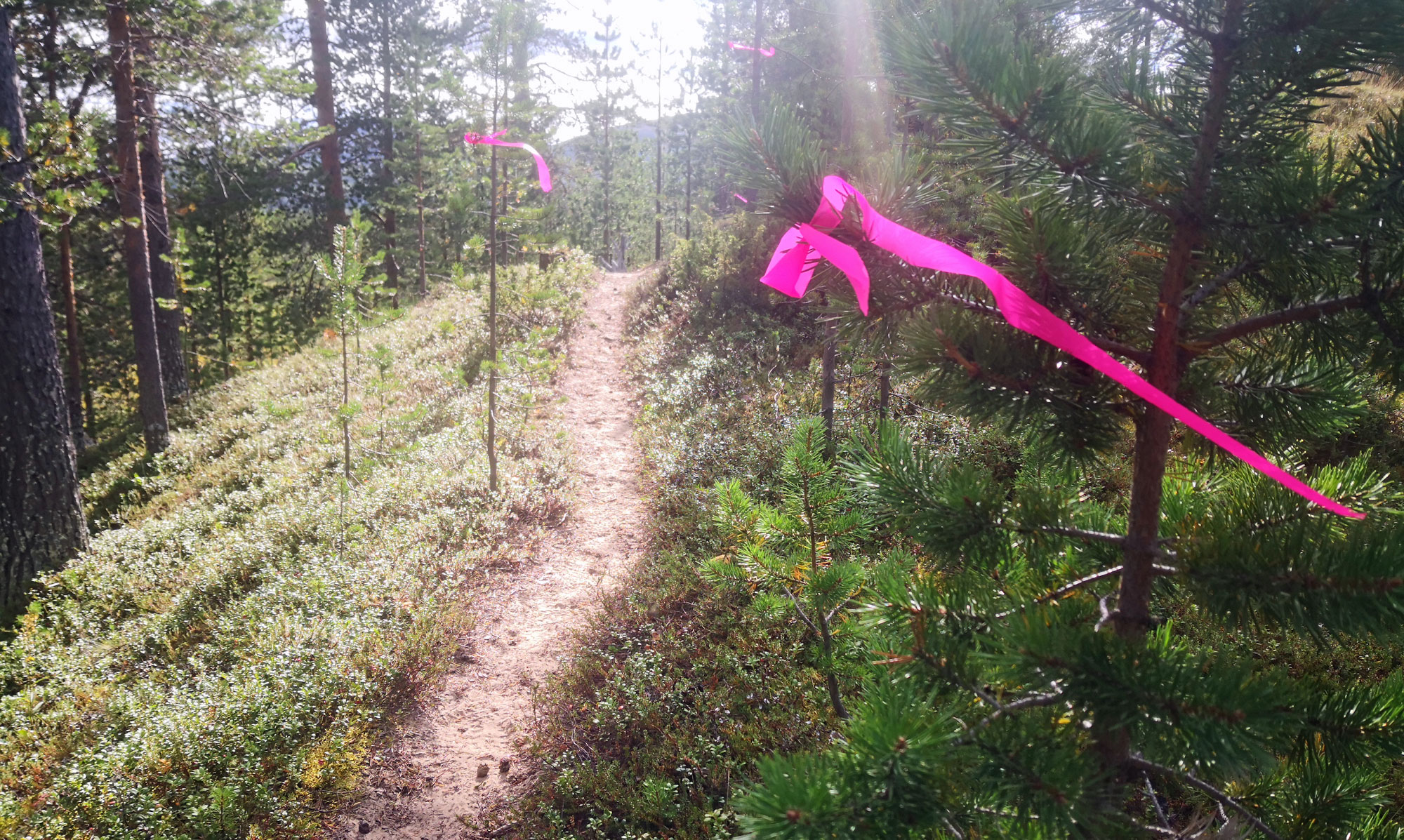 Racing the Planet Lapland polkujuoksu