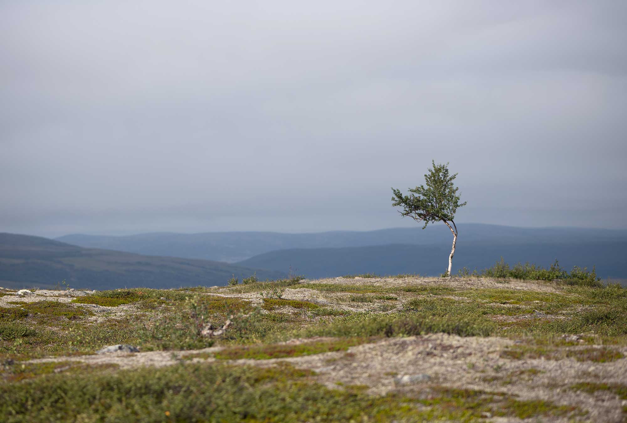 Kaldoaivi