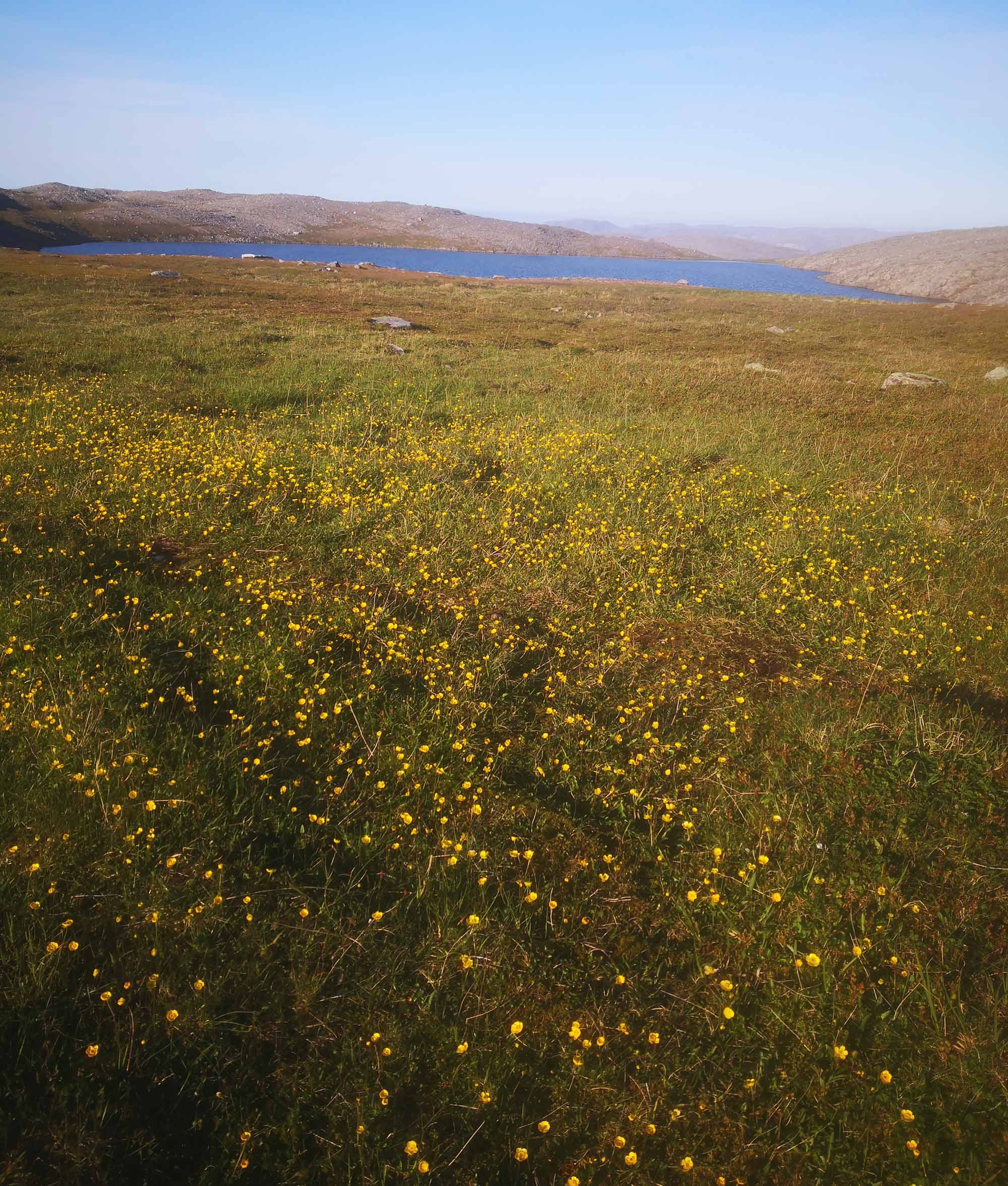 Kinnarodden